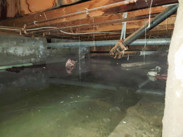 Best Local water damage restoration  in Loyal, WI