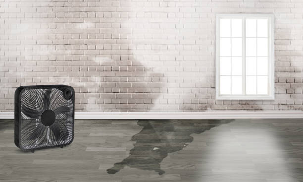Best Sewage cleanup and water damage restoration  in Loyal, WI